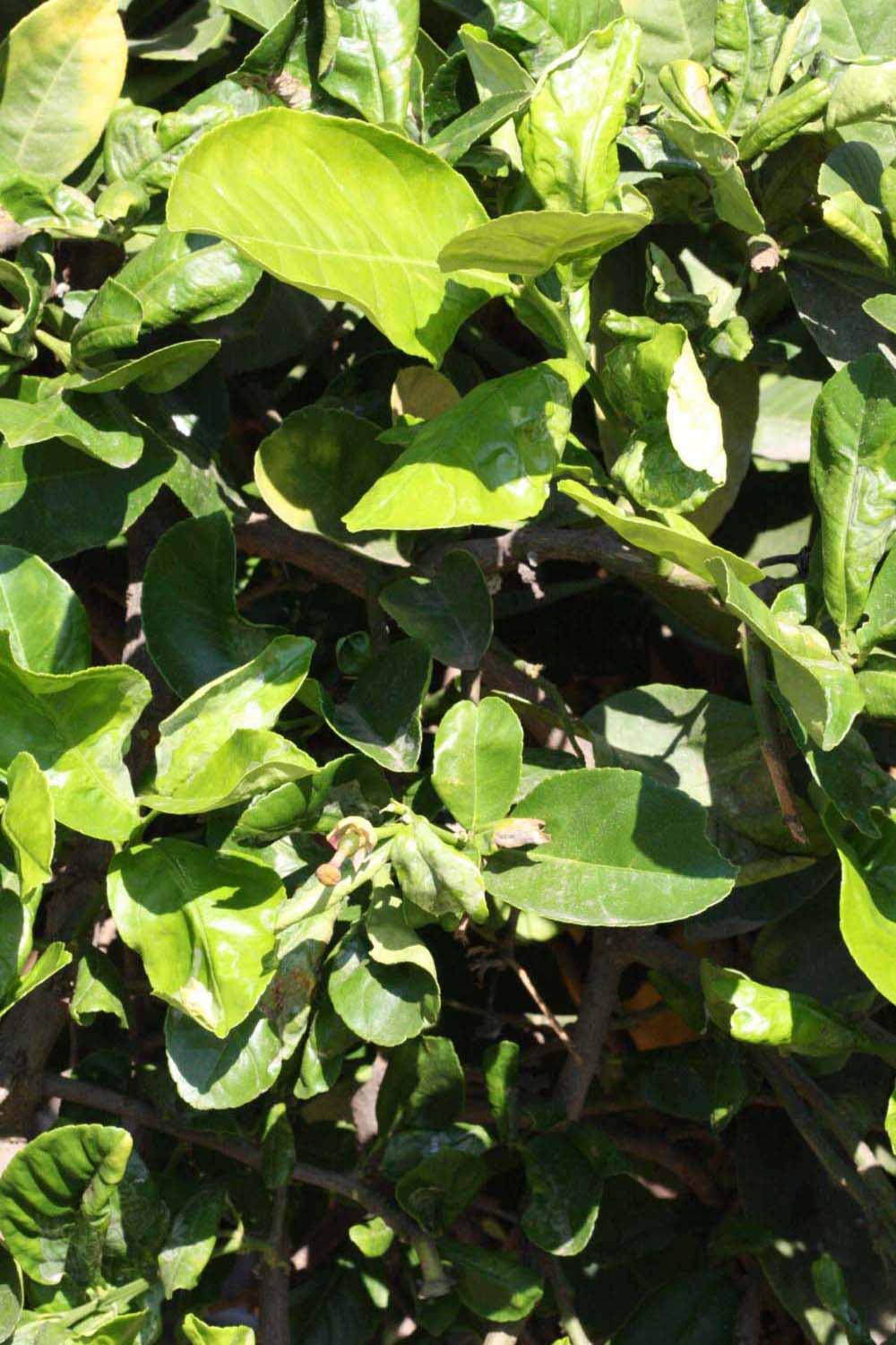            Sun leaves (Riverside, CA)   